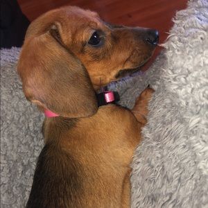 Meet your Posher, Callie